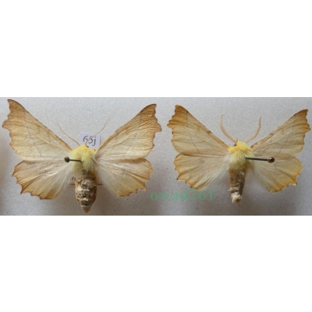 Ennomos alniaria (Linnaeus, 1758) pair Latalec olszyniak Czech65j